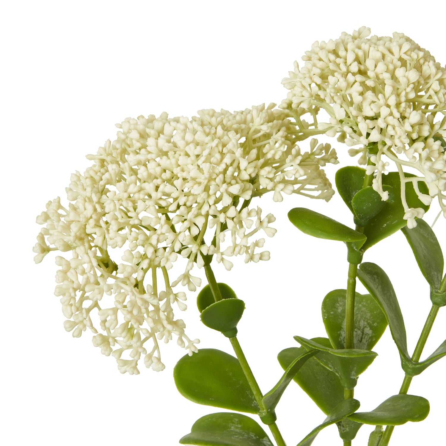 Cream Sedum Spray with delicate white clustered flowers and lush green leaves, perfect for enhancing home decor and floral arrangements.
