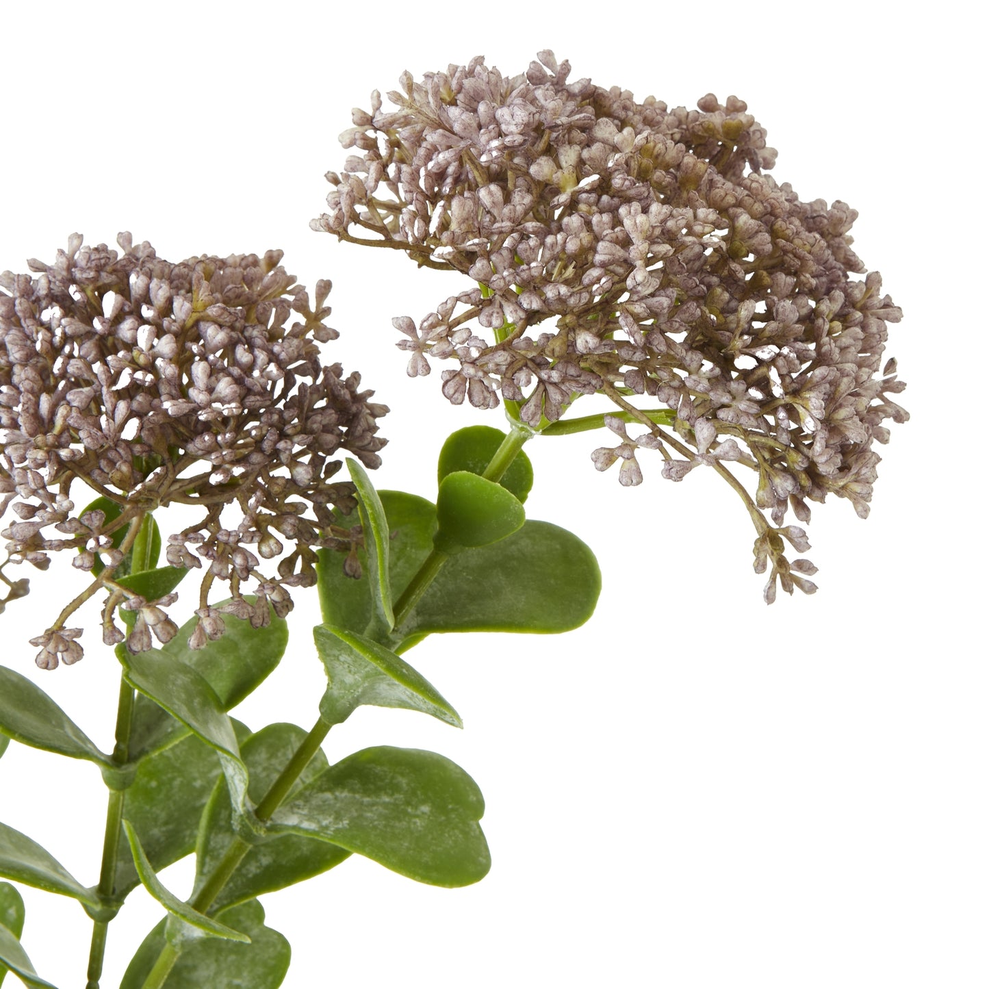 Purple sedum spray features delicate purple blooms and lush green foliage, adding elegant charm to any space.
