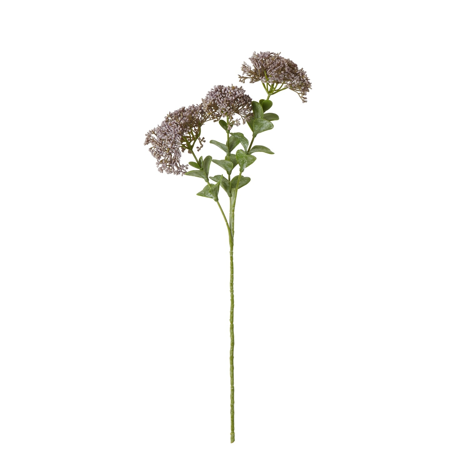 Purple Sedum stem featuring delicate purple blooms and lush green leaves, ideal for elegant arrangements or standalone displays.