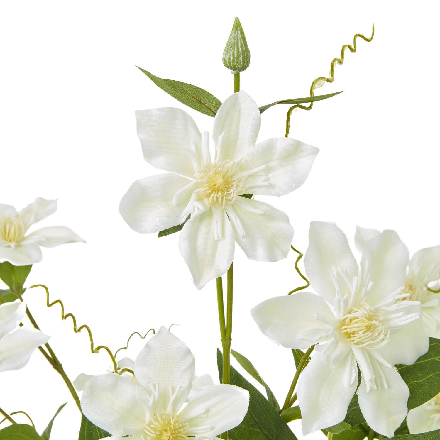 Cream pearl clematis spray with delicate, creamy-white blooms, lush green leaves, and intricate detailing for elegant decor.