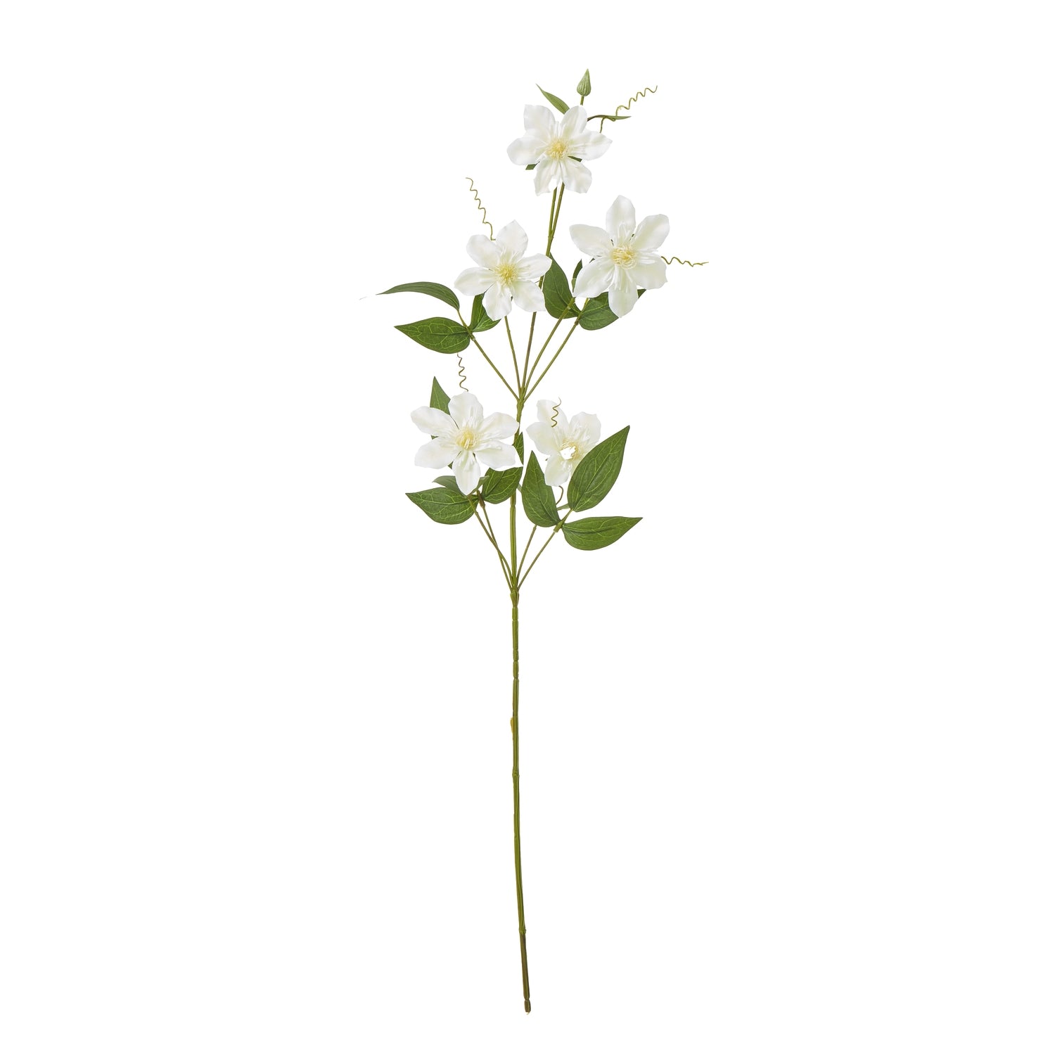 Cream pearl clematis spray featuring delicate creamy-white blooms and lush green leaves, exuding elegance and sophistication.