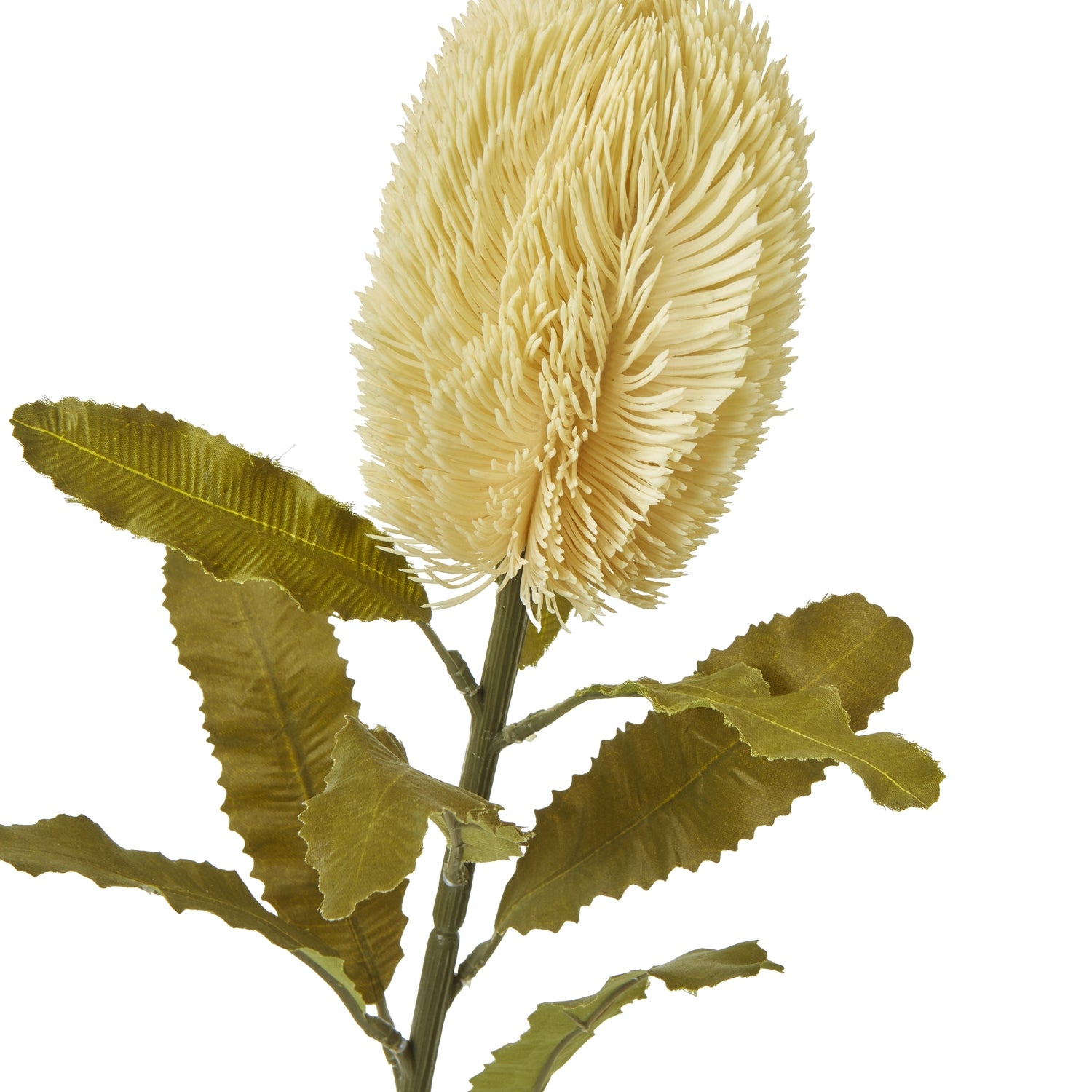 Large cream Banksia serrata stem featuring a feathery flower head and rich green leaves, perfect for stylish home decor.