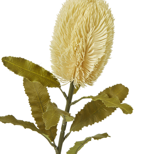 Large cream Banksia serrata stem featuring a feathery flower head and rich green leaves, perfect for stylish home decor.