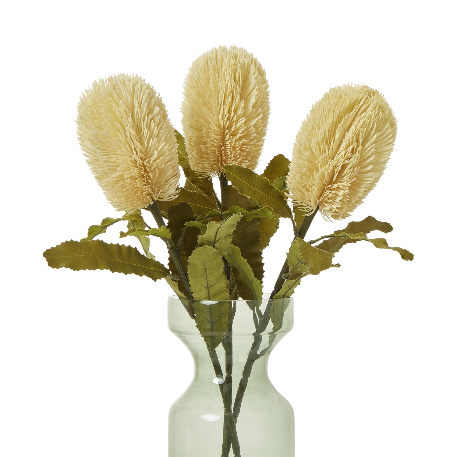 Large cream Banksia serrata stems with feathery flower heads, accented by green foliage in a clear vase, adding elegance to home decor.