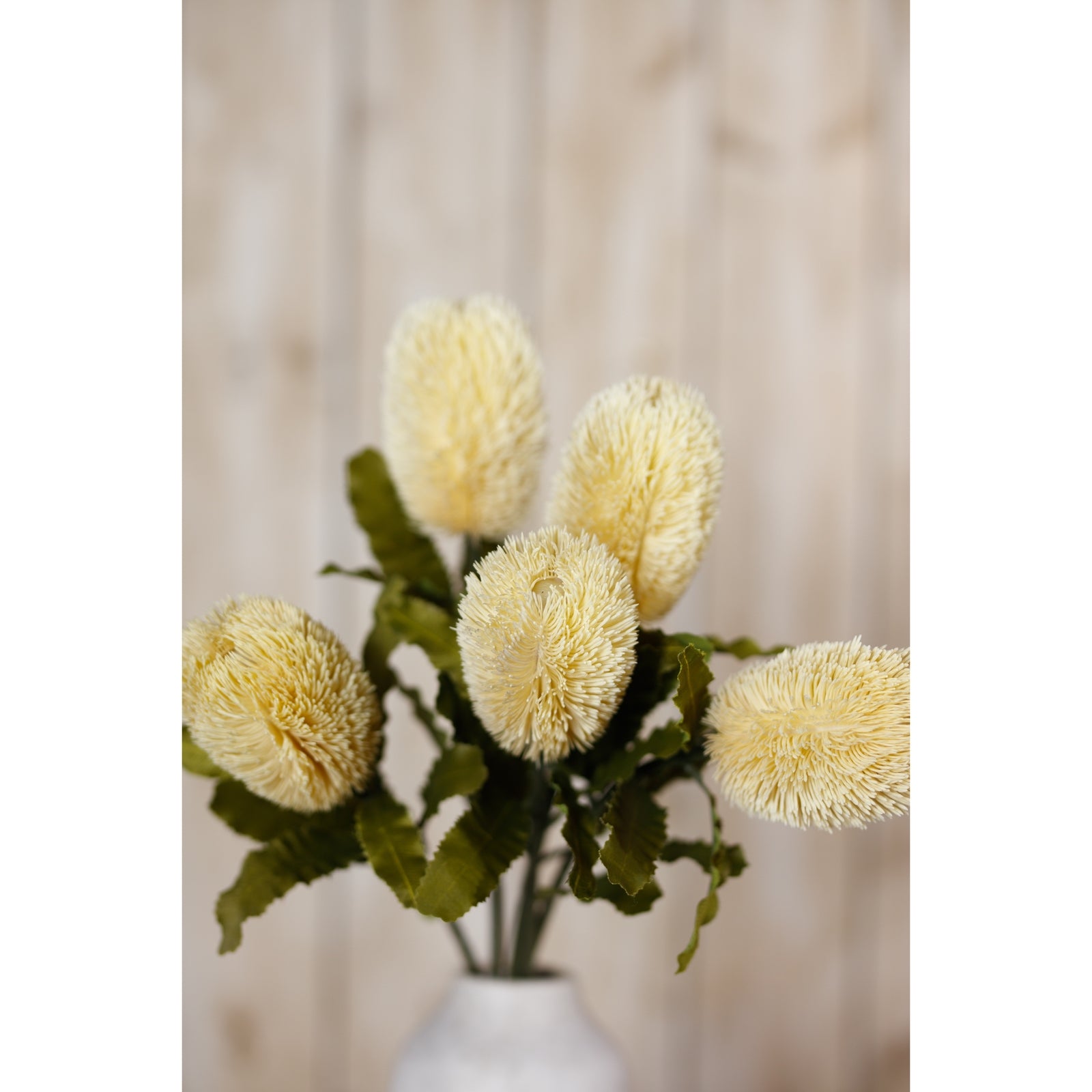 Large cream Banksia serrata stem with feathery flower heads and green leaves, perfect for elegant home decor.