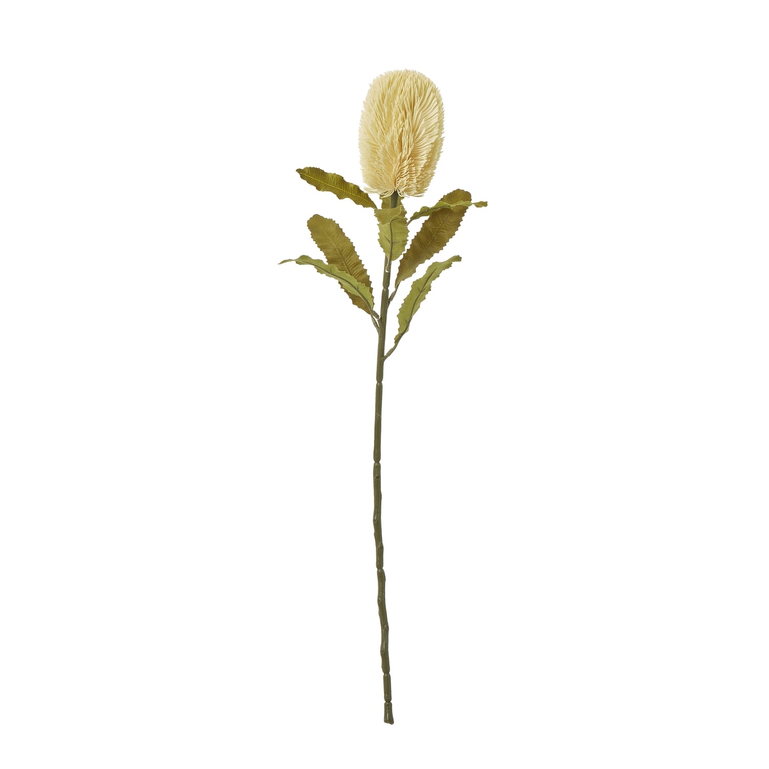 Large cream Banksia serrata stem featuring a bold, feathery flower head and green leaves, ideal for elegant home decor.