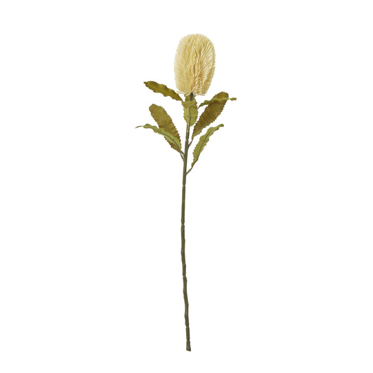 Large Cream Banksia Serrata Stem - Single Stem Flowers from the Quanta Home collection.