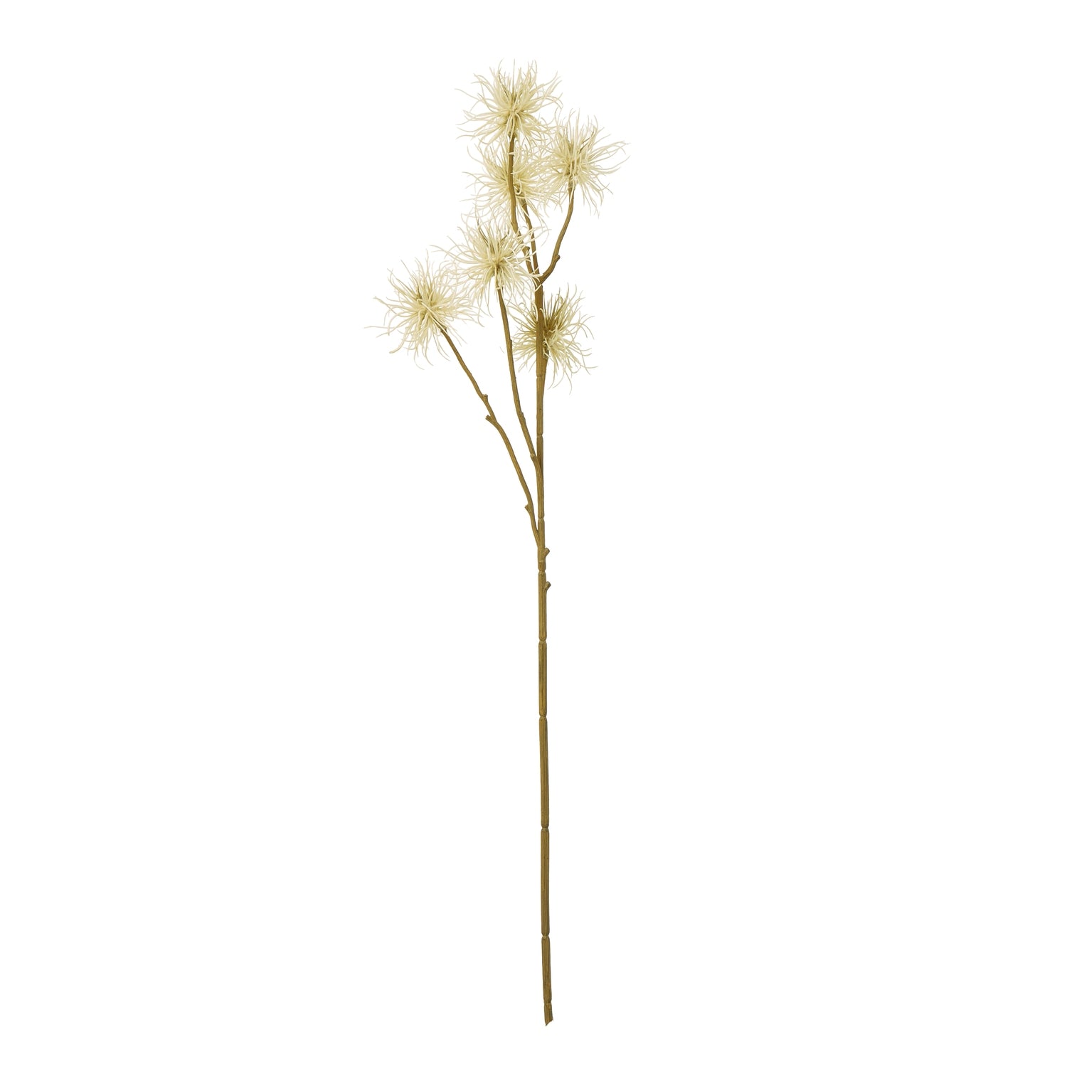 Elegant cream Xanthium spray with intricate feathered petals on a slender stem, perfect for versatile decor in any setting.