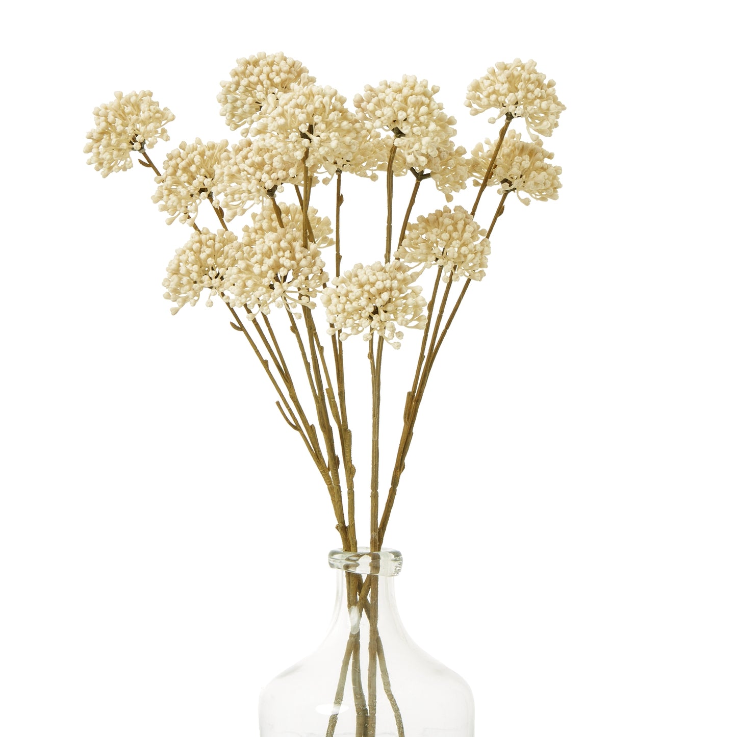 Eight soft cream allium stems with delicate detailing, arranged in a clear glass vase, adding elegance to any space.