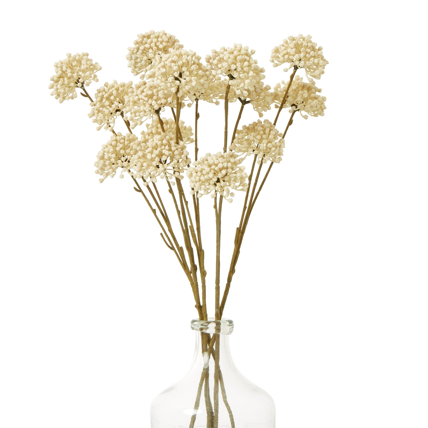 Eight soft cream allium stems with delicate detailing, arranged in a clear glass vase, adding elegance to any space.