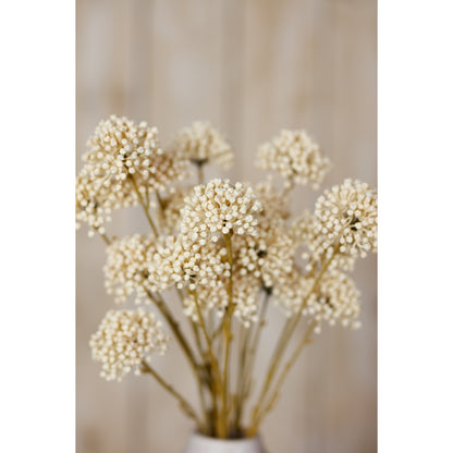 Cream Allium Spray - Single Stem Flowers from the Quanta Home collection.