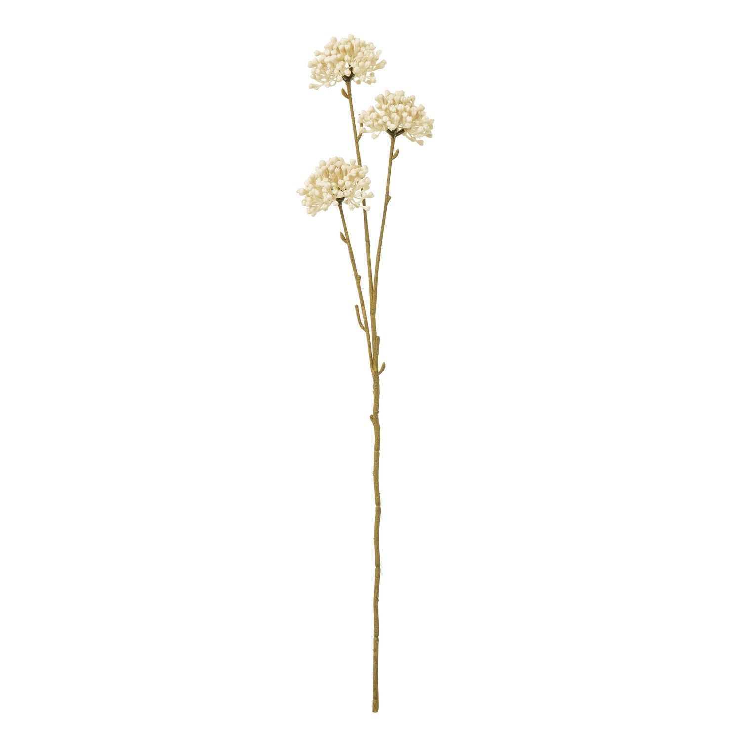 Elegant cream allium spray with delicate floral clusters on flexible stems, perfect for versatile home arrangements.