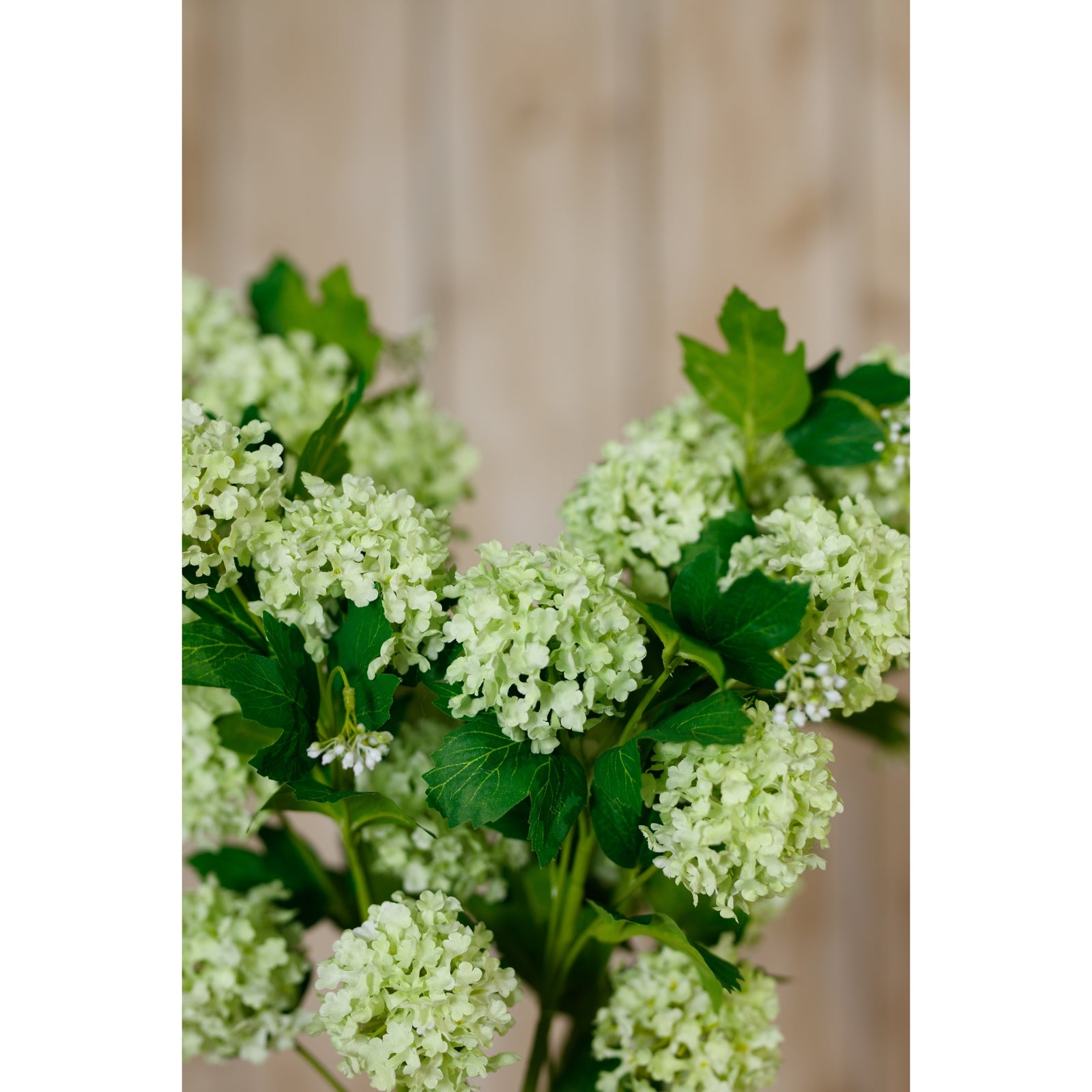Lush green Snowball Viburnum spray with rounded, light green blooms and rich foliage, perfect for elegant decor.