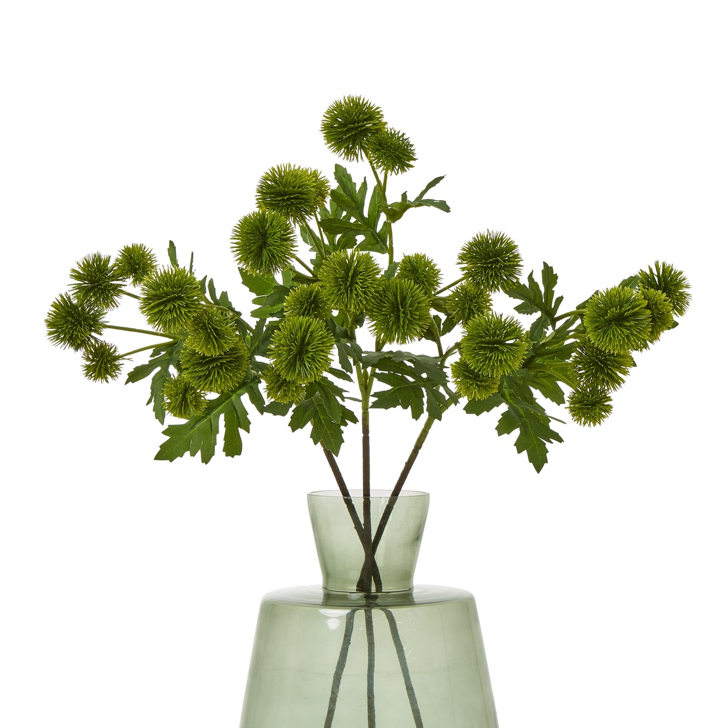 Vibrant green Globe Thistle spray in a modern glass vase, featuring spiky spherical blooms and lush leaves for elegant decor.
