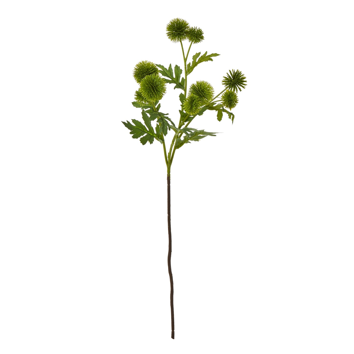Green Globe Thistle Spray featuring spherical green blooms and lush foliage, ideal for sophisticated floral arrangements.