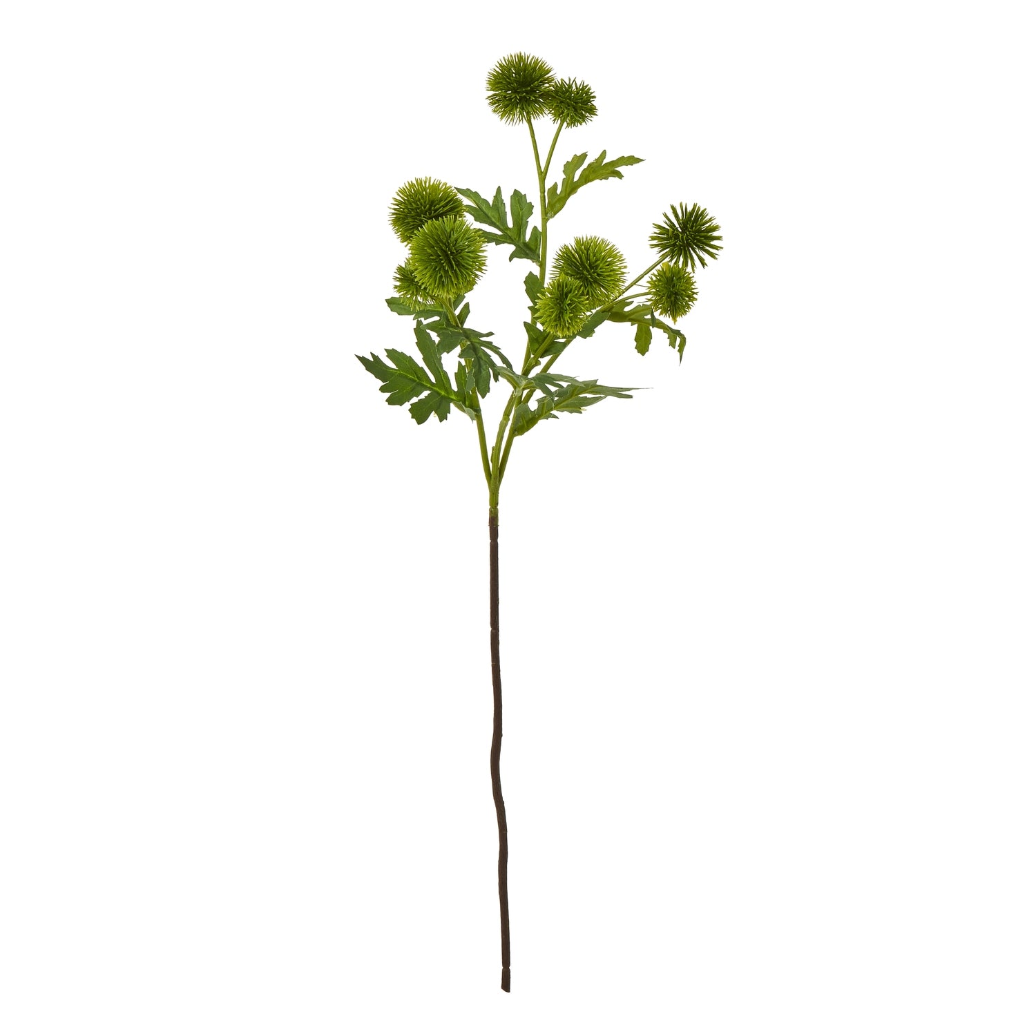 Green Globe Thistle Spray featuring spherical green blooms and lush foliage, ideal for sophisticated floral arrangements.