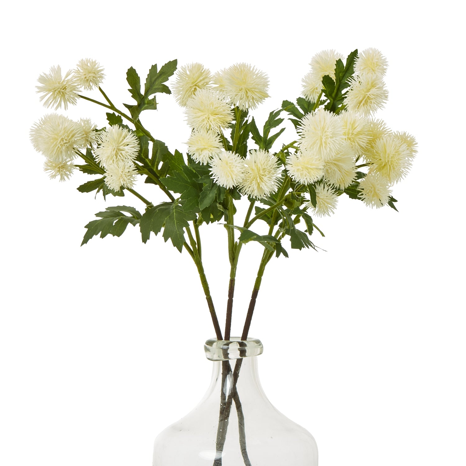 Cream Globe Thistle Spray featuring delicate spherical blooms and lush green leaves, elegantly arranged in a clear glass vase.