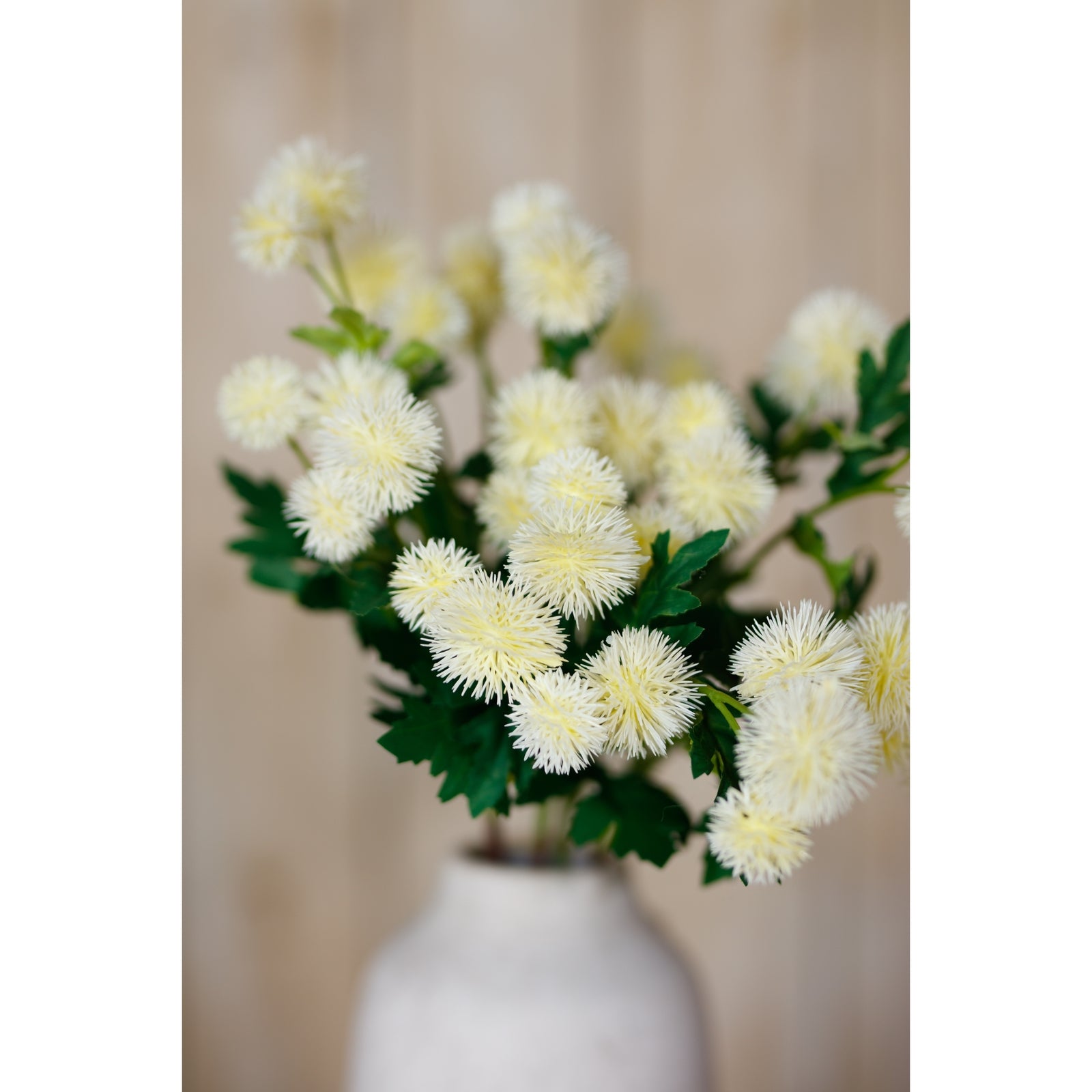 Cream globe thistle spray with delicate spherical blooms and lush green foliage, arranged in a simple vase against a light background.
