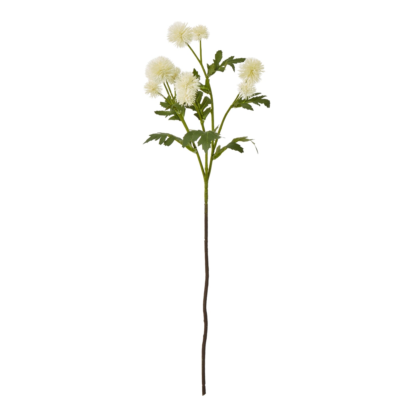 Cream globe thistle spray features soft cream spherical blooms atop a sturdy green stem, surrounded by lush foliage.