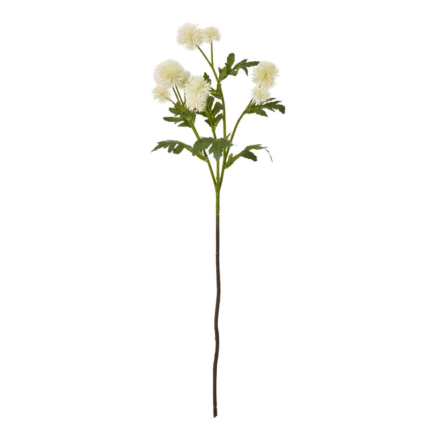 Cream globe thistle spray features soft cream spherical blooms atop a sturdy green stem, surrounded by lush foliage.