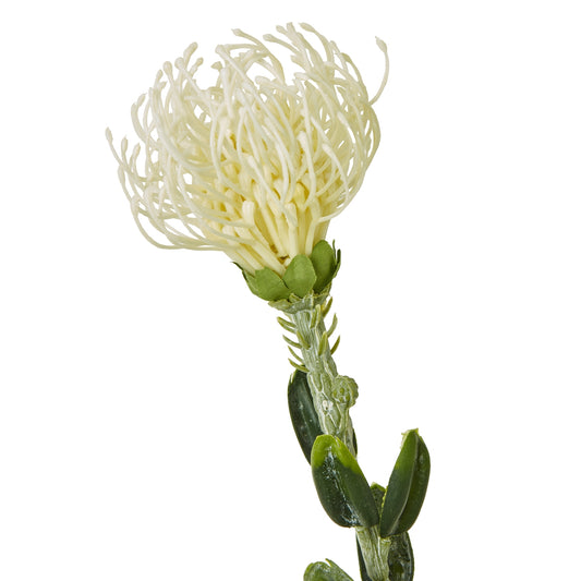 Cream pincushion protea spray featuring soft cream petals and a natural-looking green stem, ideal for elegant floral arrangements.
