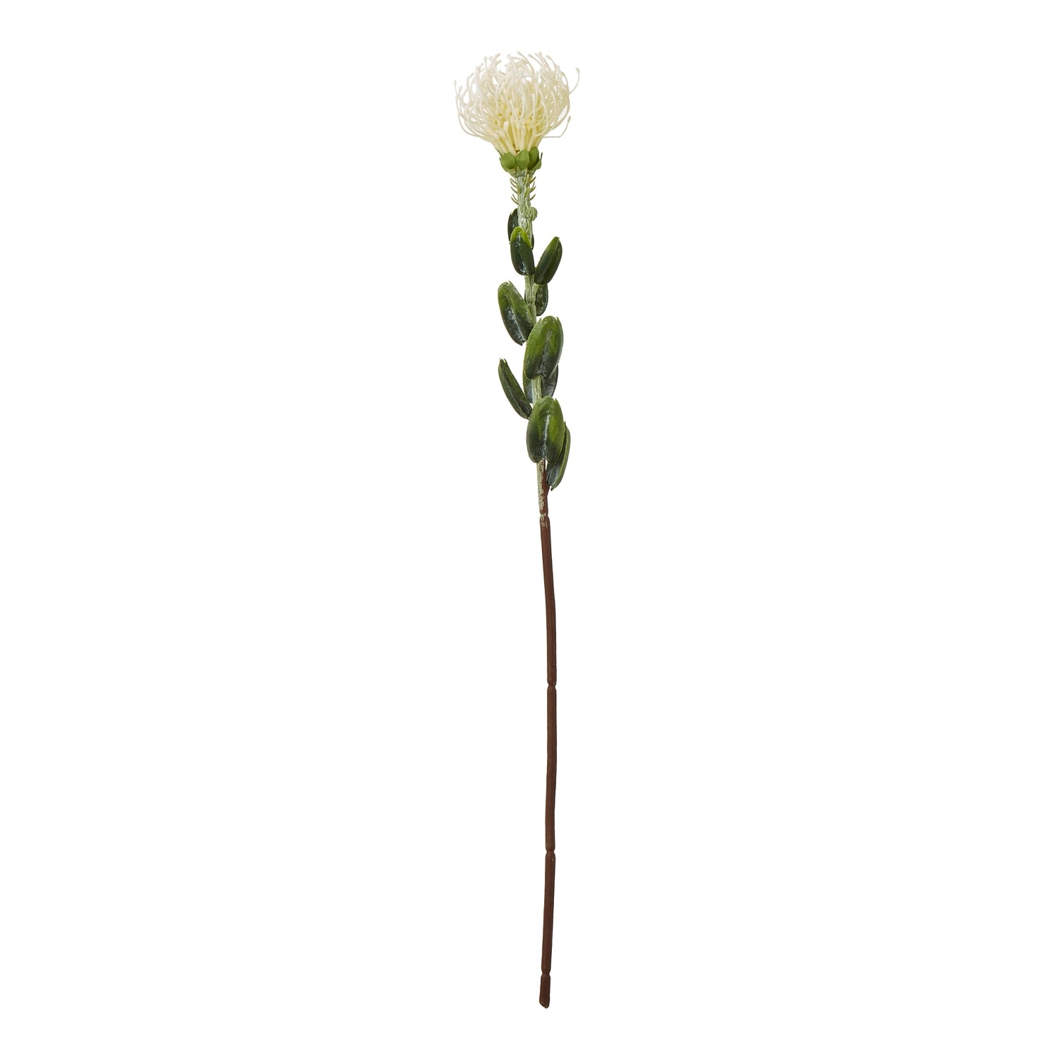 Cream pincushion protea spray with intricate white petals and lush green leaves on a sturdy brown stem, perfect for elegant decor.