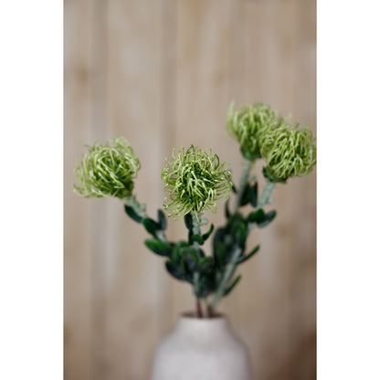 Green Pincushion Protea Spray - Single Stem Flowers from the Quanta Home collection.