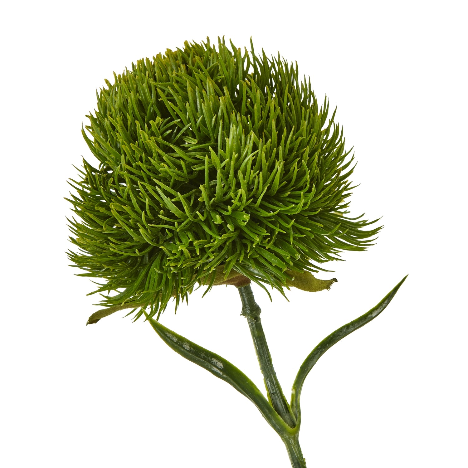 Lush dark green Dianthus stem featuring vibrant, spiky petals and a flexible stem, ideal for elegant floral arrangements.