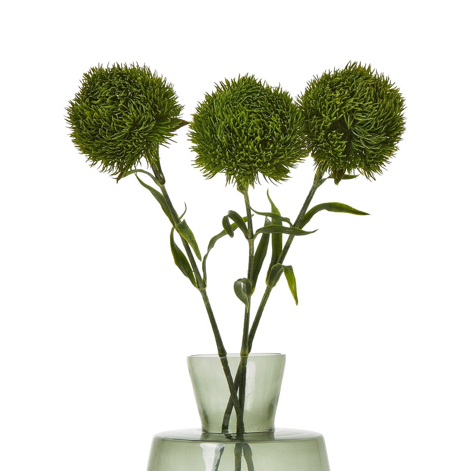 Dark green Dianthus stem with lush, textured petals in an elegant glass vase, perfect for sophisticated floral arrangements.