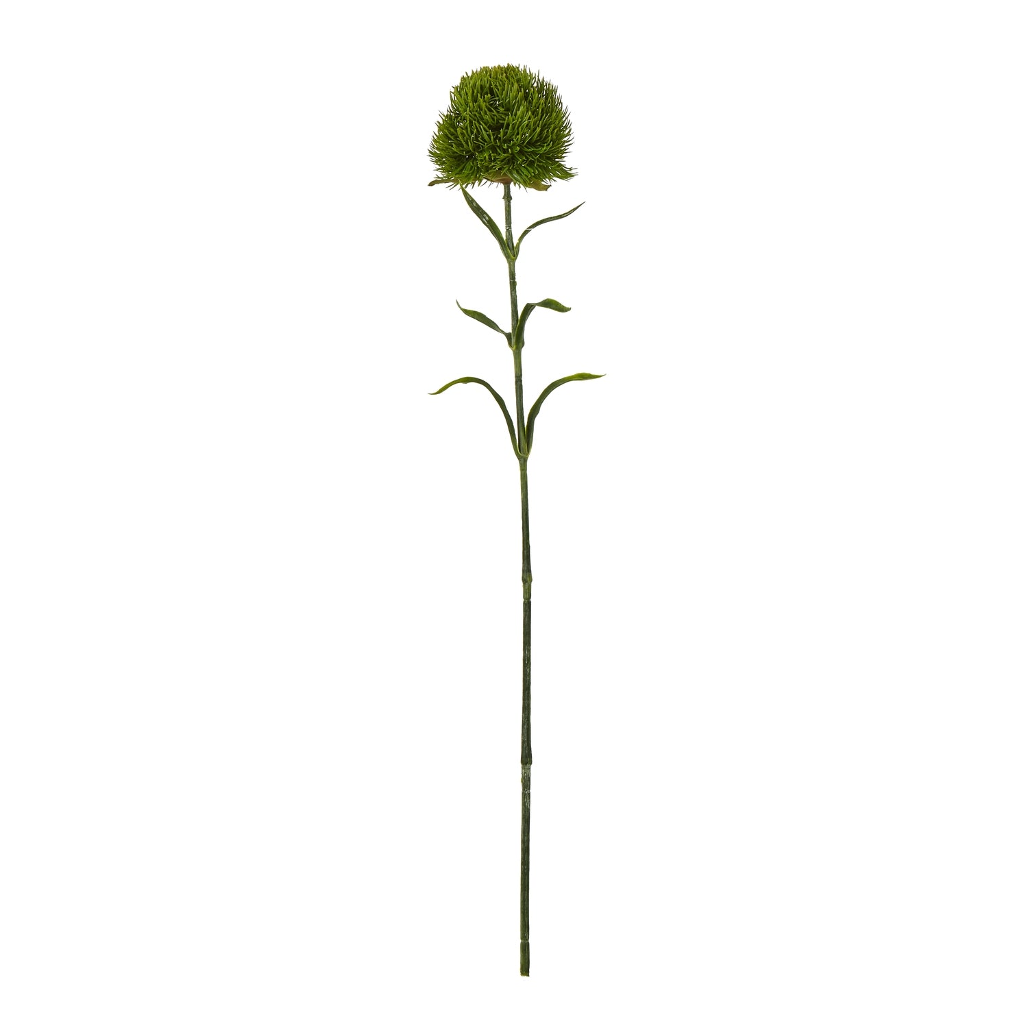 Dark green Dianthus stem featuring lush, verdant petals and sturdy construction, ideal for elegant floral arrangements.