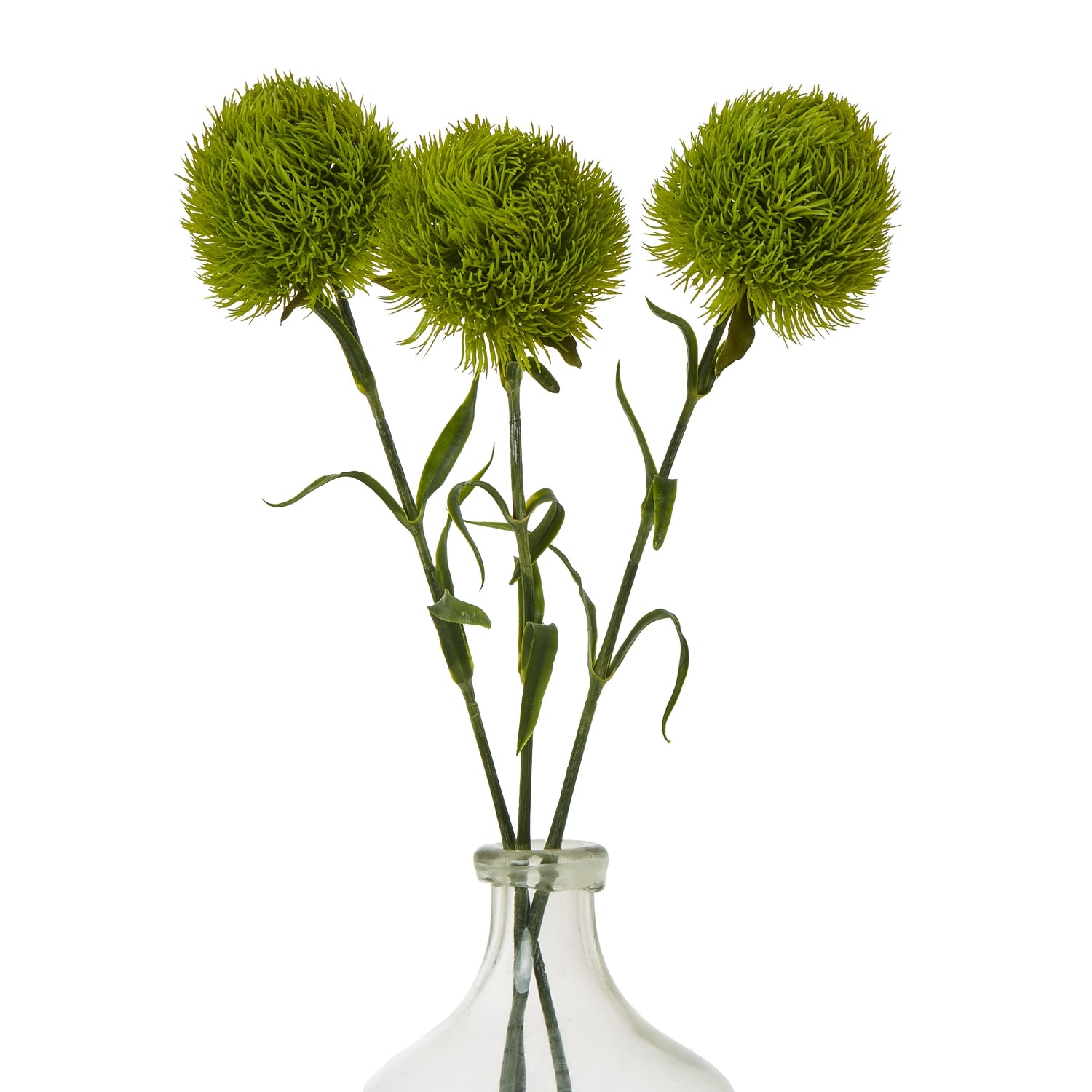 Light green Dianthus stem featuring three spherical blooms with fine detailing, set in a clear glass vase, enhancing elegance.