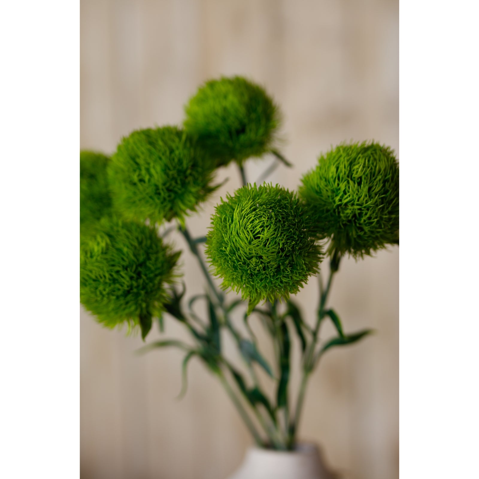 Light green Dianthus stem featuring vibrant, textured round blooms, complemented by slender leaves, ideal for elegant decor.