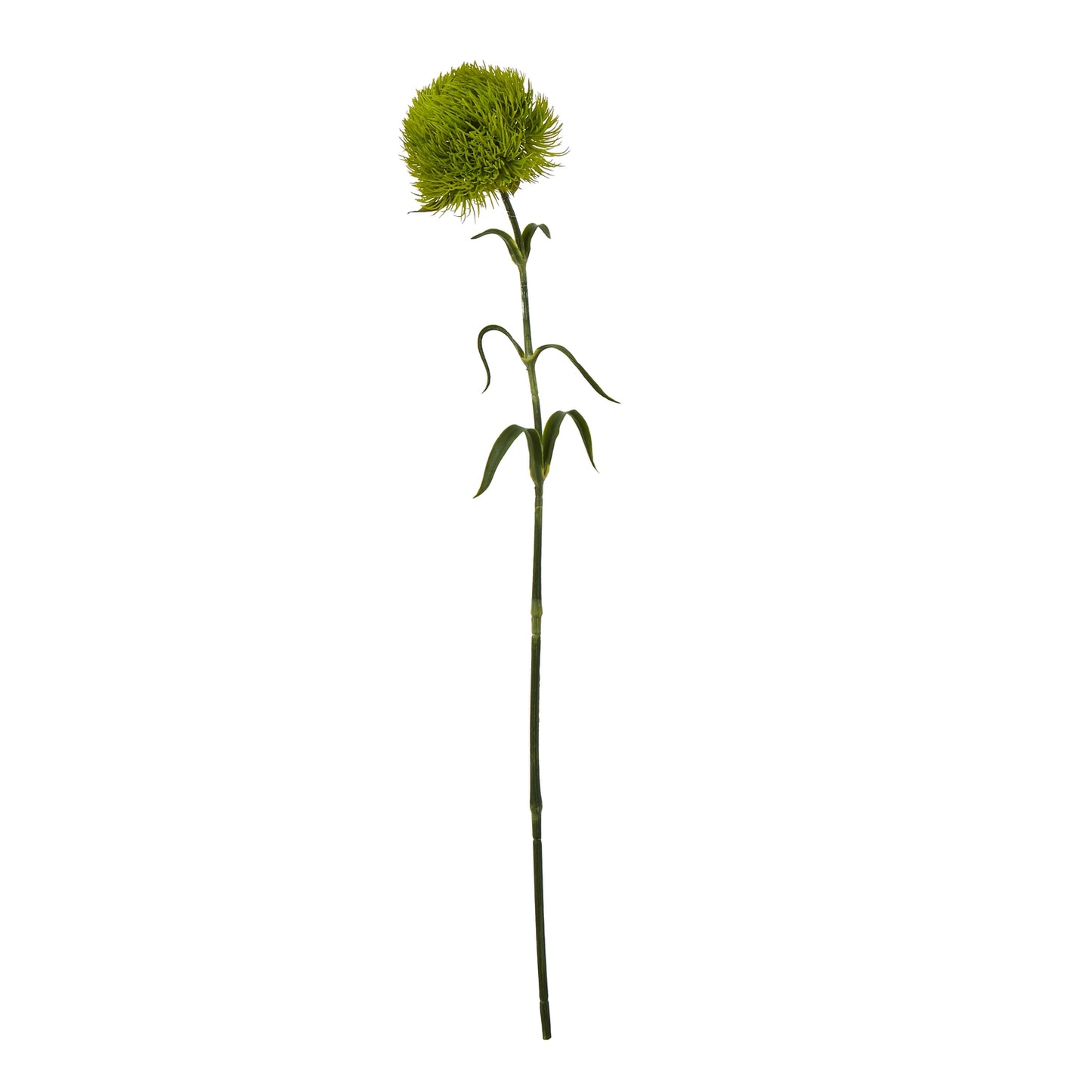 Light green Dianthus stem with detailed texture, complemented by slender leaves, perfect for elegant floral arrangements.