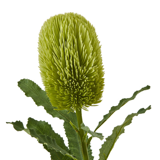 Faux Banksia Serrata stem featuring a vibrant green, cone-shaped bloom and textured leaves, perfect for elegant decor.