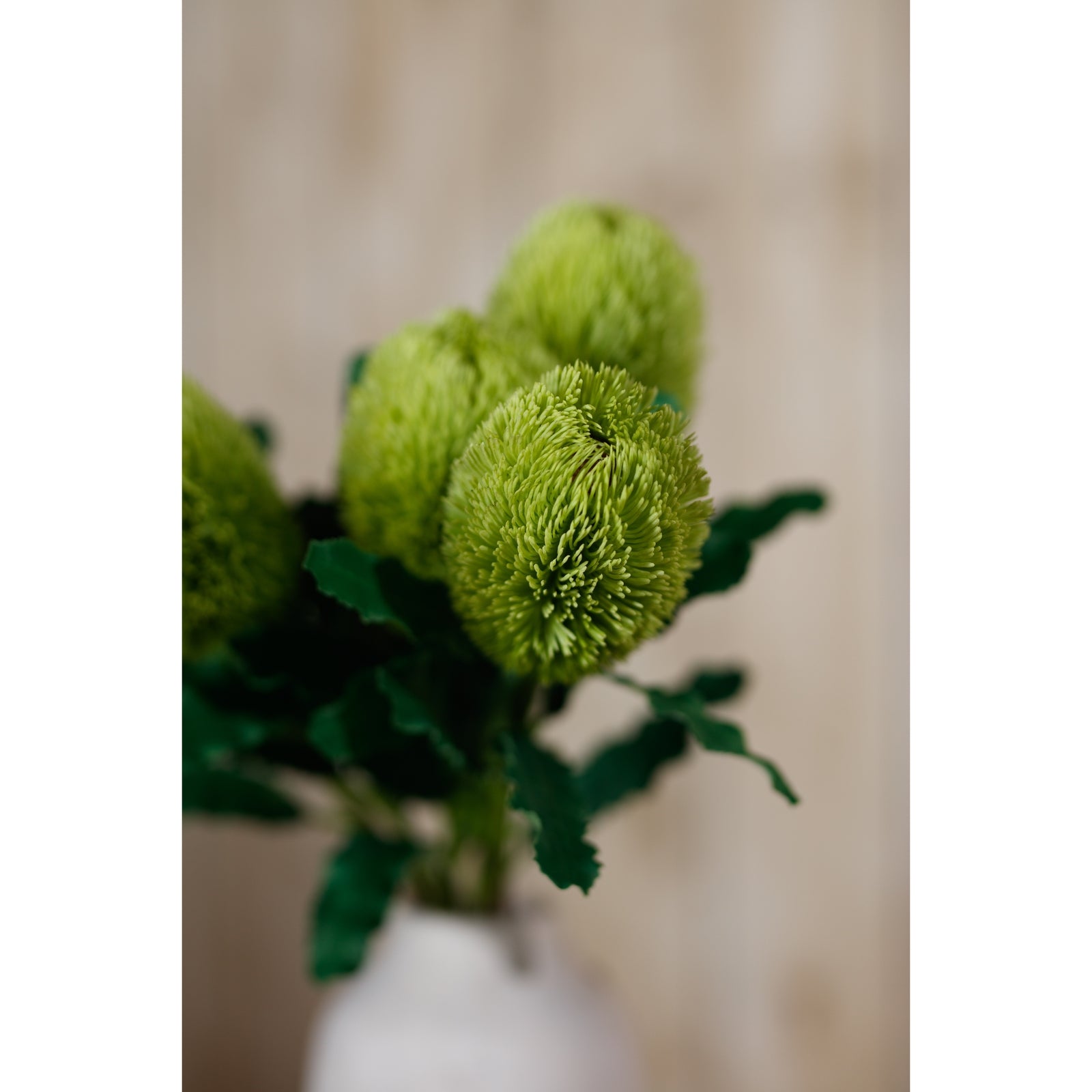 Vibrant green Banksia Serrata stem featuring a textured cone-shaped bloom and lush leaves, perfect for elegant décor.