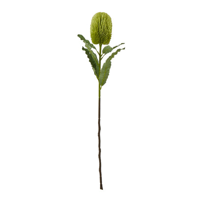Large Green Banksia Serrata Stem - Single Stem Flowers from the Quanta Home collection.
