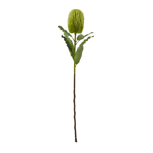 Large Green Banksia Serrata Stem - Single Stem Flowers from the Quanta Home collection.