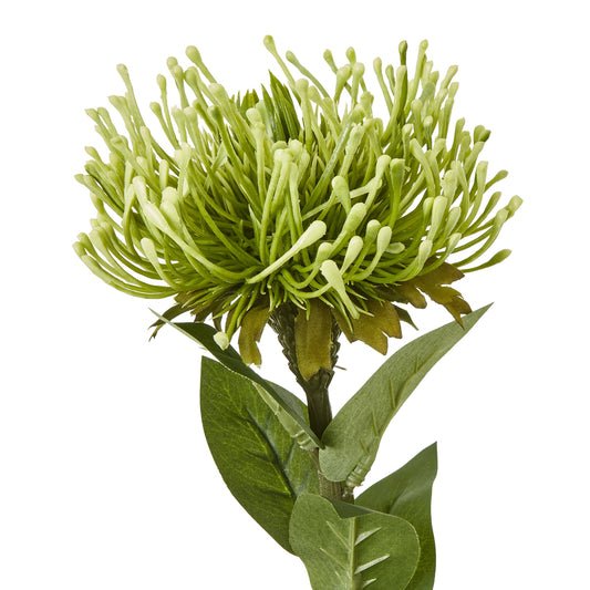 Vibrant green Protea Lorea stem featuring pom-pom-like blooms and lush leaves, perfect for elegant decor and floral arrangements.