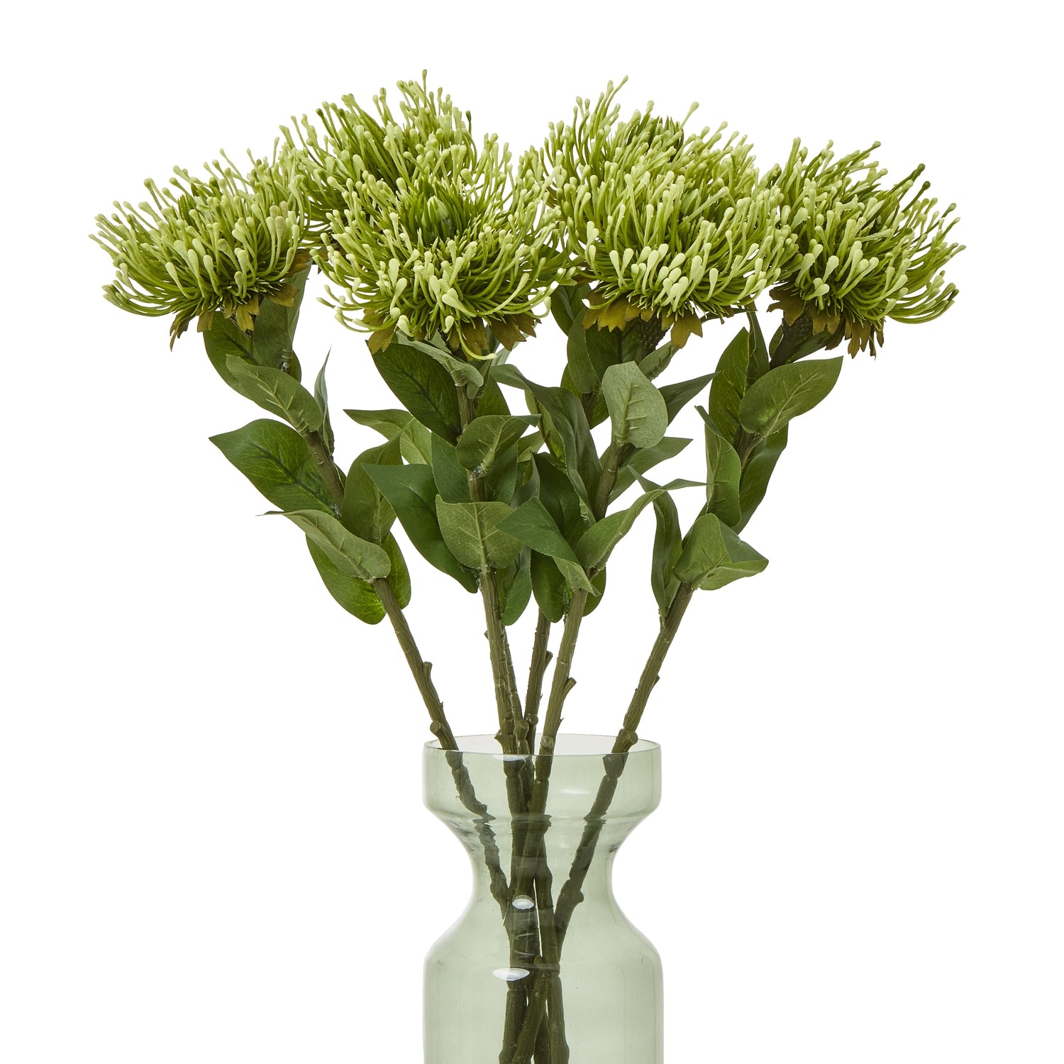 Lush green protea flowers with pom-pom-like blooms, elegantly arranged with leaves in a clear vase, perfect for stylish decor.
