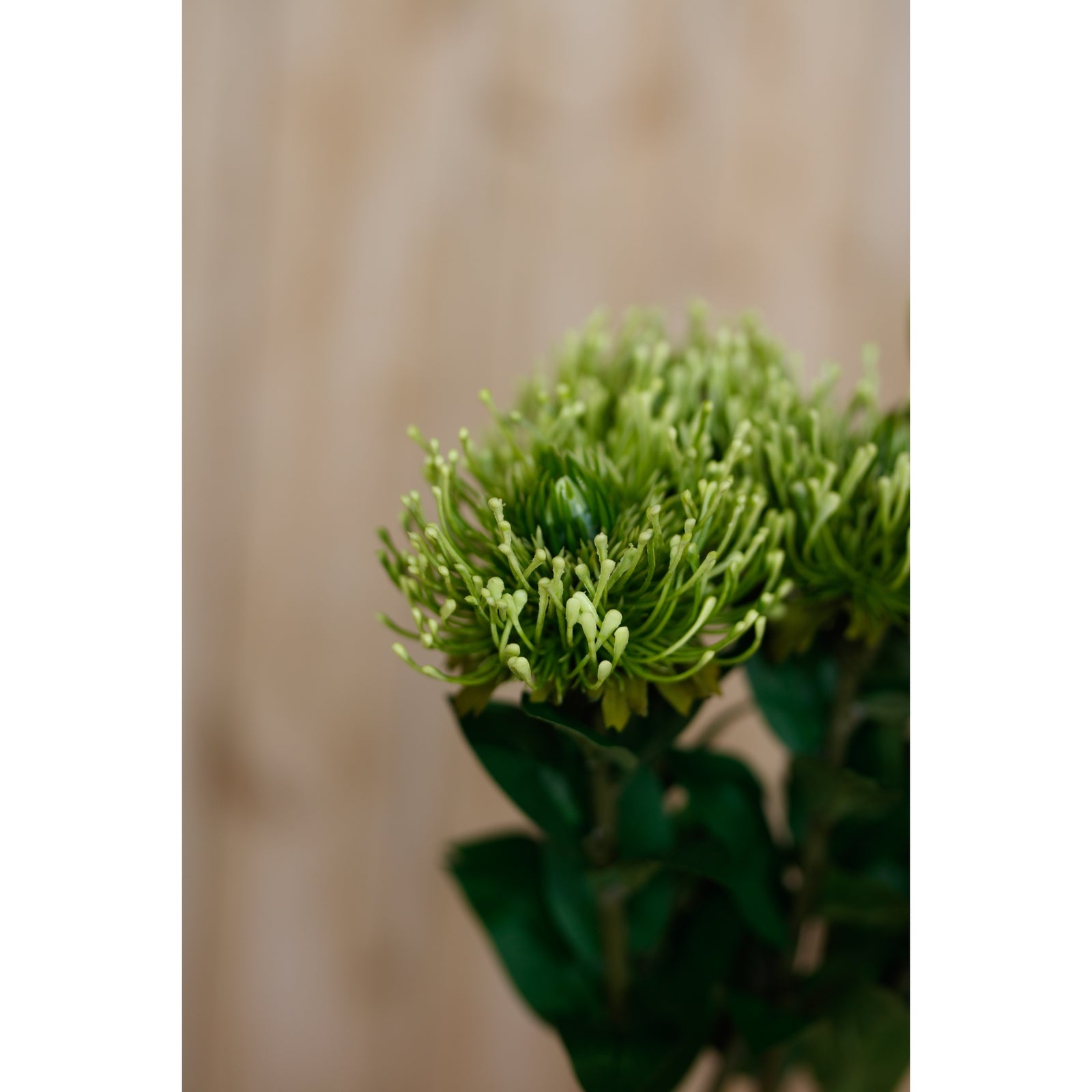 Green Protea Lorea stem with pom-pom-like blooms and lush green leaves, perfect for modern or rustic decor.