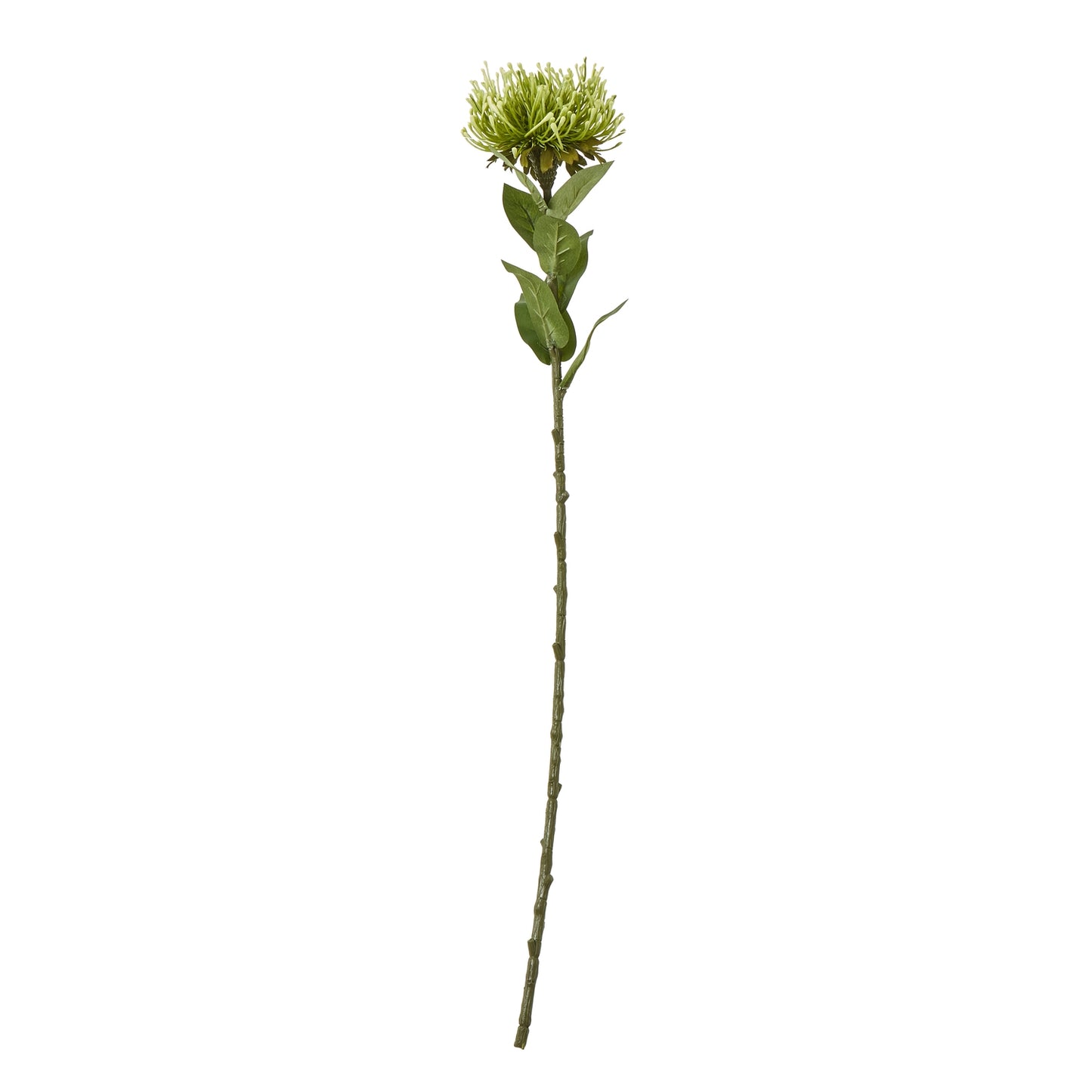 Green Protea Lorea stem featuring pom-pom-like blooms and lush green leaves, ideal for chic floral arrangements.