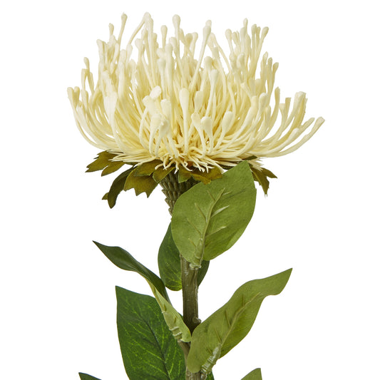Cream protea lorea stem featuring a spherical bloom, delicate white filaments, and lush green leaves, ideal for elegant decor.