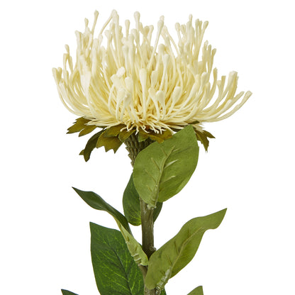 Cream Protea Lorea Stem - Single Stem Flowers from the Quanta Home collection.