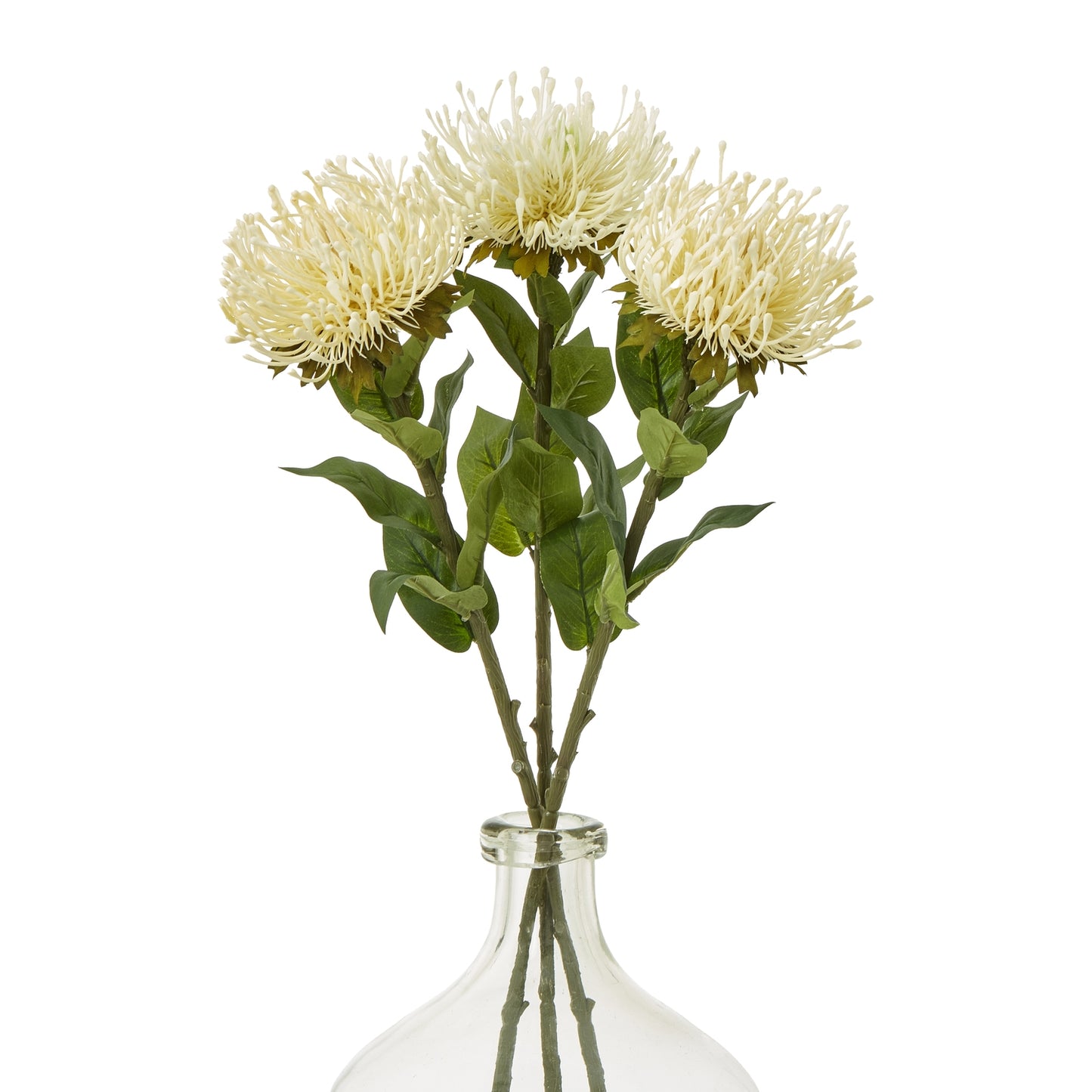 Cream-colored protea flowers with feathery petals and lush green leaves in a clear glass vase, perfect for elegant decor.