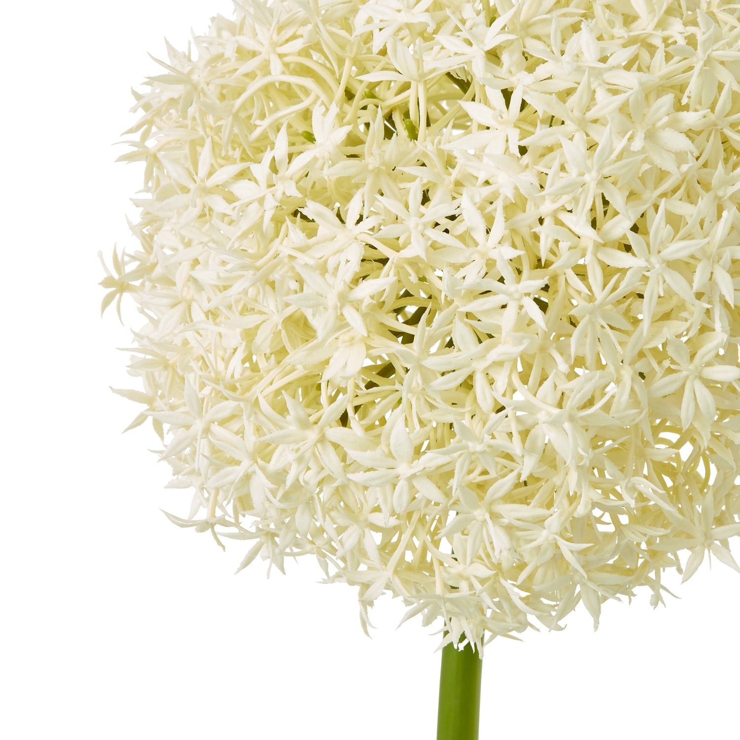 Cream Giant Allium Stem featuring delicate cream petals in a spherical shape, creating a refined and elegant floral accent.