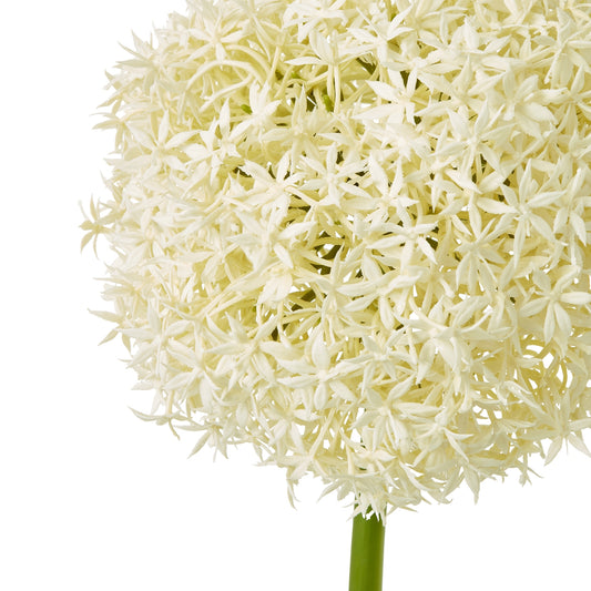 Cream Giant Allium Stem featuring delicate cream petals in a spherical shape, creating a refined and elegant floral accent.