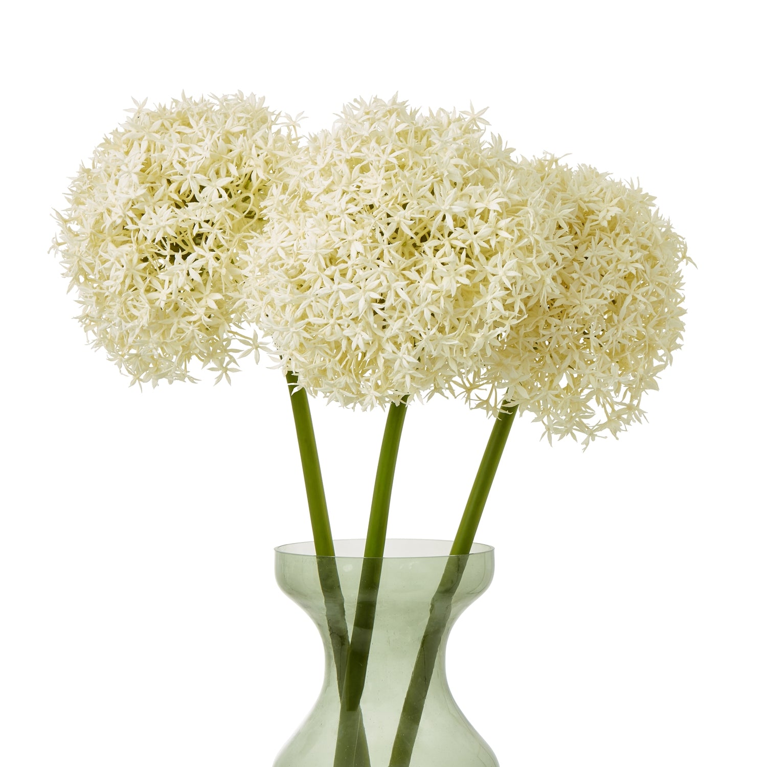 Cream Giant Allium Stem with delicate cream-colored petals, arranged in a clear vase, adds elegance to any decor.