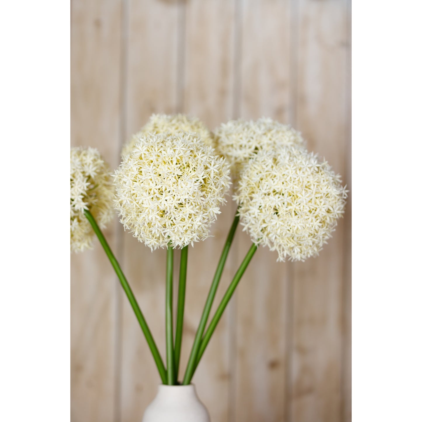 Cream Giant Allium Stem features a spherical cluster of delicate cream-colored petals atop long green stems, exuding elegance.