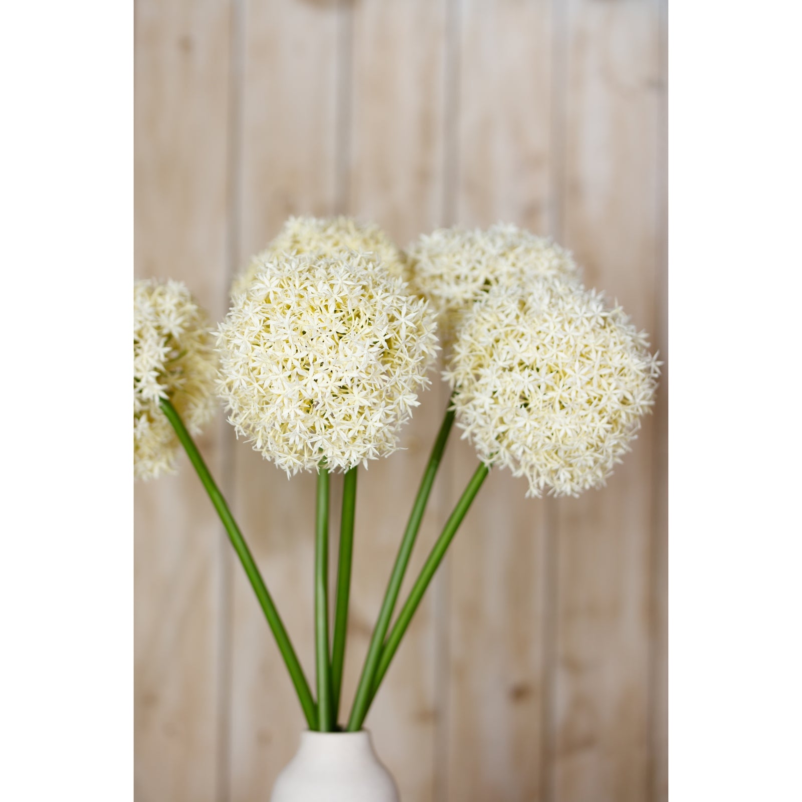 Cream Giant Allium Stem features a spherical cluster of delicate cream-colored petals atop long green stems, exuding elegance.