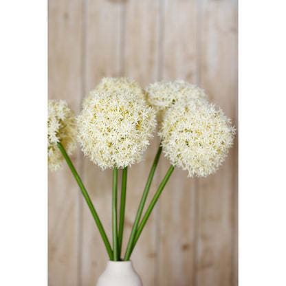 Cream Giant Allium Stem - Single Stem Flowers from the Quanta Home collection.